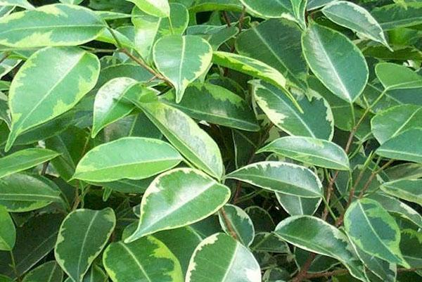 citronnelle plante anti moustique Géranium Citronnelle ANTI-MOUSTIQUE Pot de 1L Dès 5,5€ main image 0