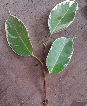Ficus Benjamin-pistokkaiden lisääminen