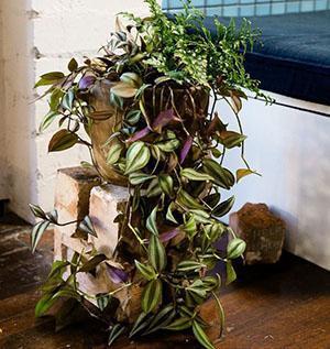 Tradescantia potissa