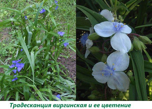 Virginia Tradescantia ja sen kukinta