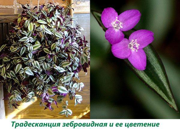 Seepra Tradescantia ja sen kukinta