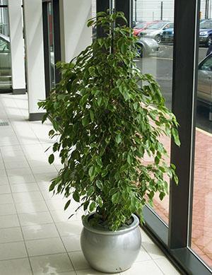 Ficus Benjaminilla ei ole käytännössä lepoaikaa