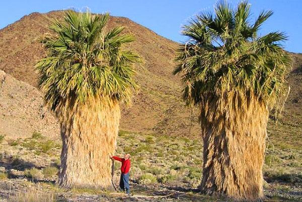 Washingtonia on filamenttista
