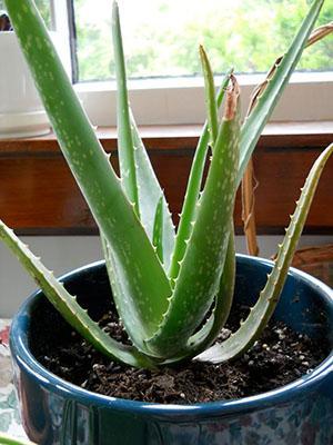 Kasvamme aloe kotona