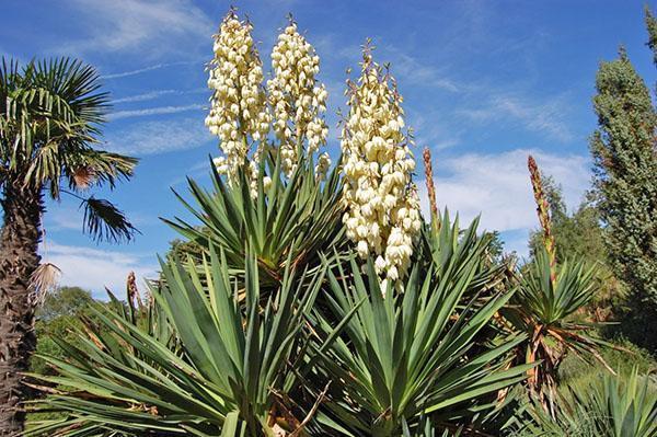 Yucca-rihmainen luonne