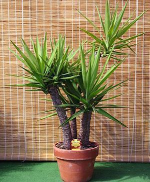 Yucca sisätiloissa