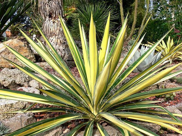 Yucca maisemasuunnittelussa