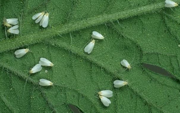 whitefly kukissa