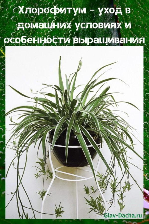 chlorophytum-kotihoito