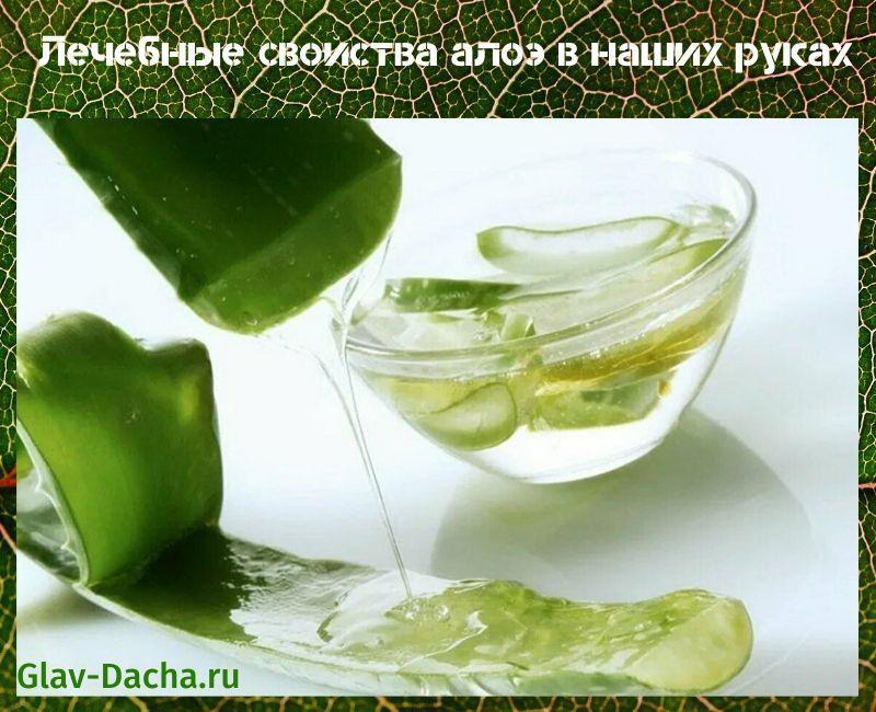 parantavia ominaisuuksia aloe