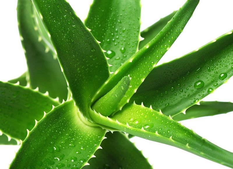 lääke-aloe