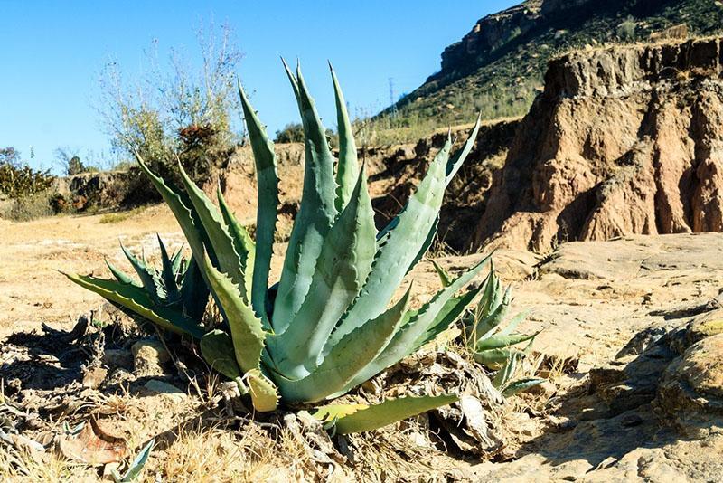 aloe luonnollisessa ympäristössä