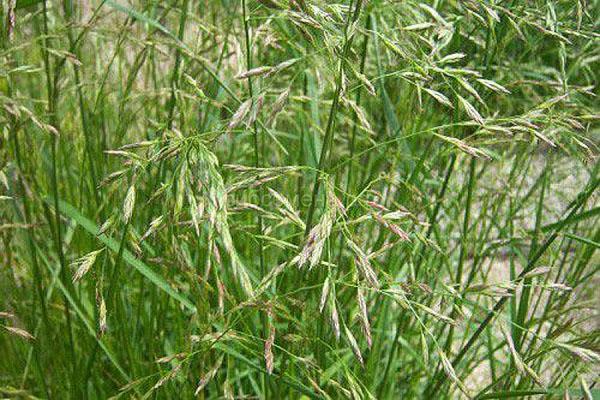niitty fescue