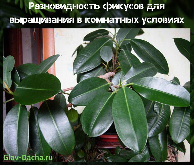 erilaisia ​​ficus