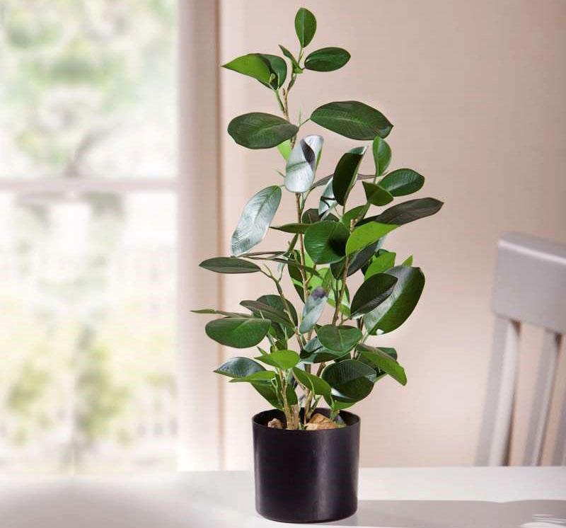 sisäinen ficus