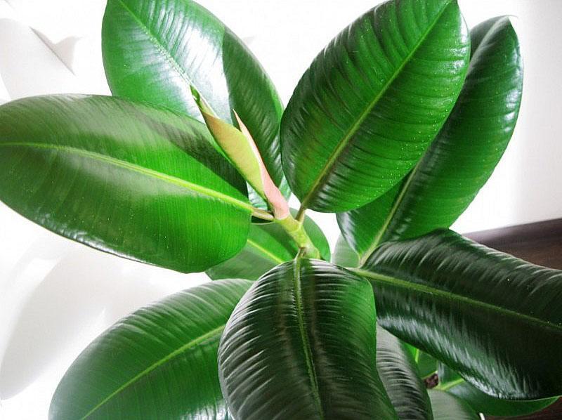 erilaisia ​​ficus