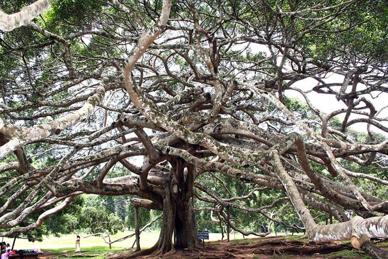 ficus benjamin Sri Lankassa
