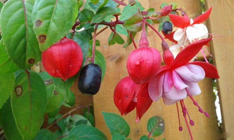 fuksia kukkia ja hedelmiä