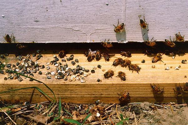 Askosania ja Unisania käytetään mehiläisten asfosferoosin hoitoon