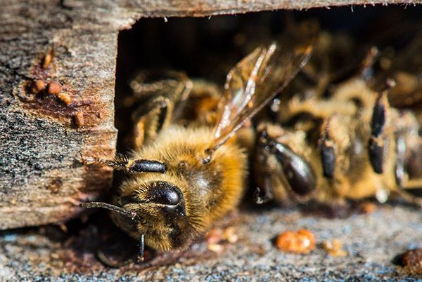 Lozevalia käytetään lisäämään mehiläisten immuniteettia.