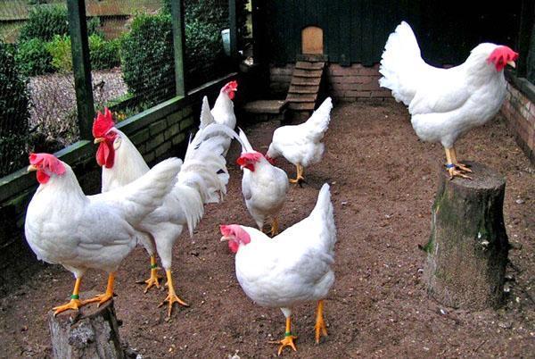 Kanat Leghorn valkoinen