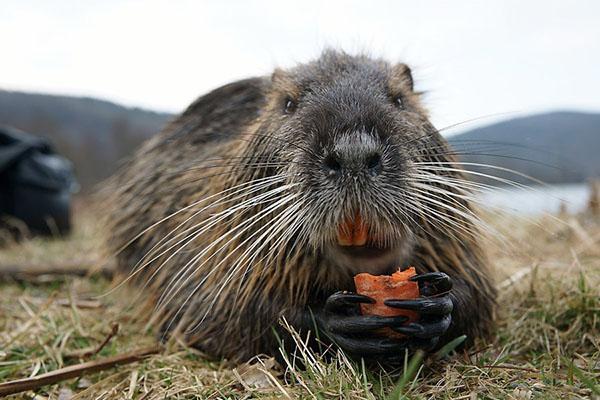 Nutria rakastaa juuria, ruohoa
