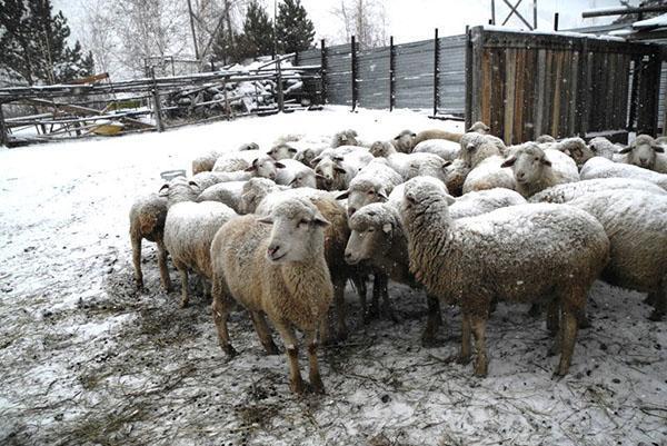 Lampaat sisäpihalla talvella