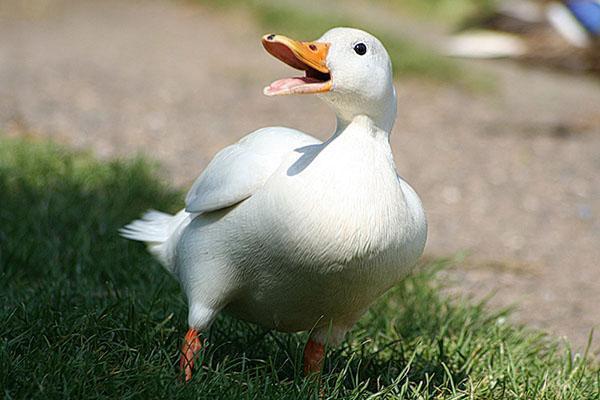 Pekingin ankka kävelyllä