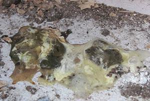 Tällaisella ulosteella lintu tarvitsee kiireellisesti apua.