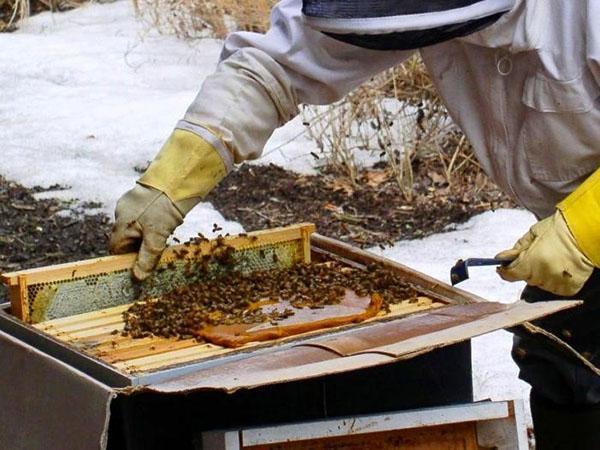 Pesän ja kevätrehun tarkistus