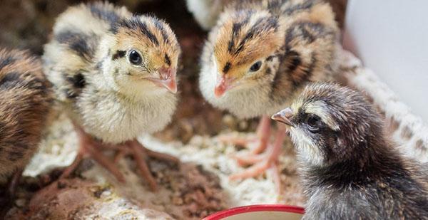 Poikaset tarvitsevat proteiinipitoista rehuseosta