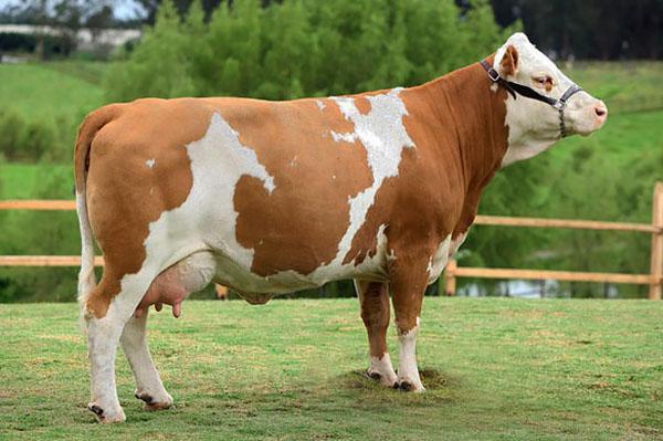 Simmental lehmien rotu