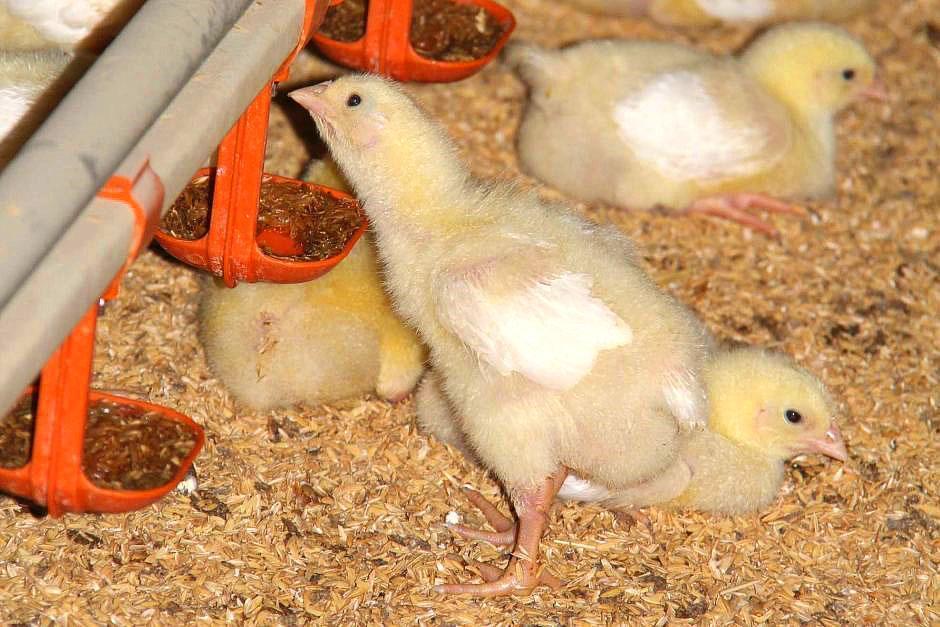 Kanojen pitämisen edellytykset