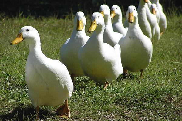 Ankat menevät lampi