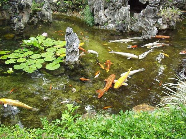 Kalalampi