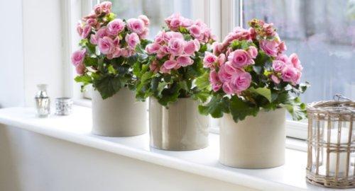Begonia ikkunassa