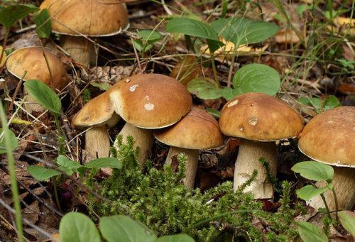 Valkoiset varret puutarhassa