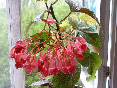 Kukinta begonia
