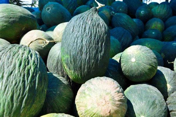 Melonit Assan Bey