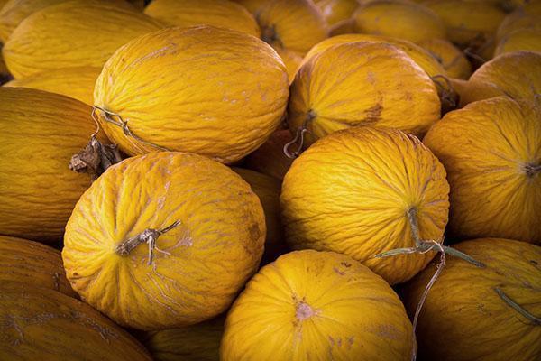 Melon Cassaba tai Melo cassaba