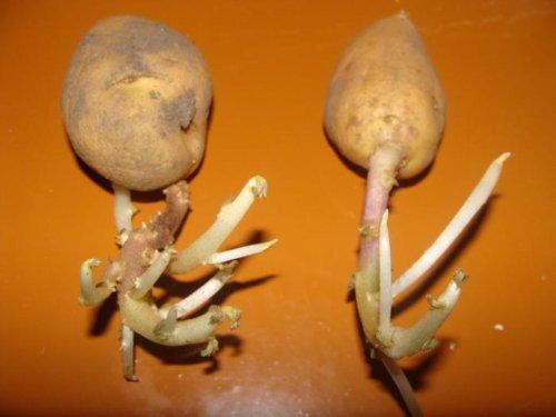 Mukula ituilla
