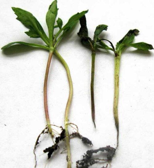 Petunia mustalla jalalla