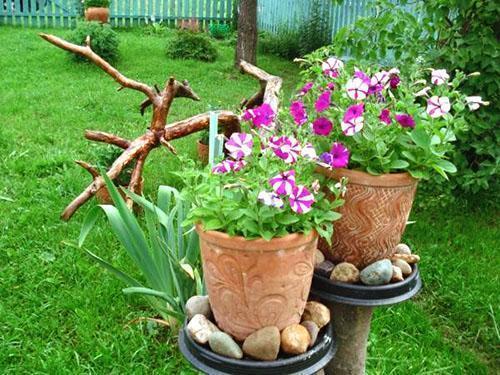 Petunia ruukuissa