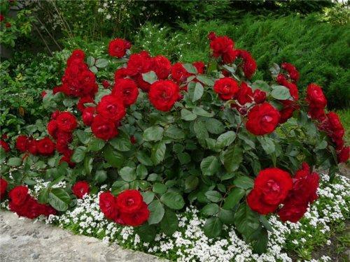 Rose - kukkien kuningatar