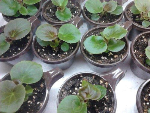 Begonia-taimet