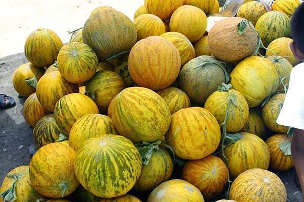 Myytävänä melonilajiketta Bukharka 944