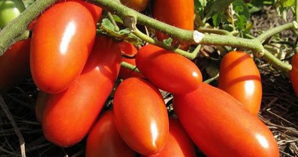 Keskikypsä lajike Gazpacho