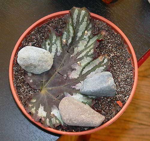 viilletty begonian lehti