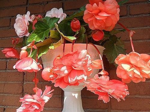 begonia kuin ruusu