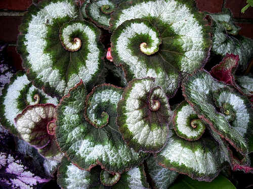 koristeellinen begonia